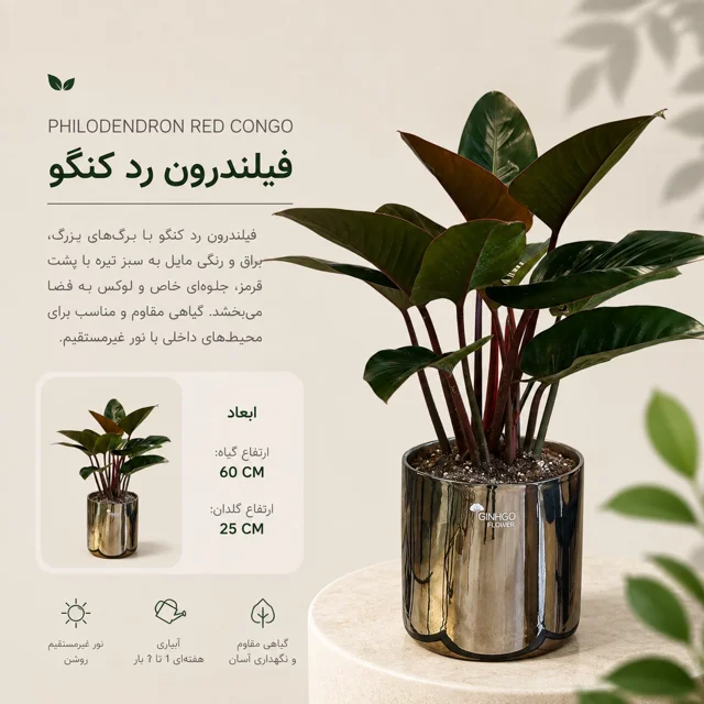 فیلندرون رد کنگو