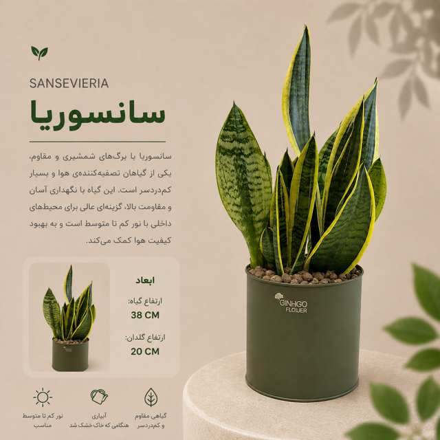 سانسوریا کراواتی