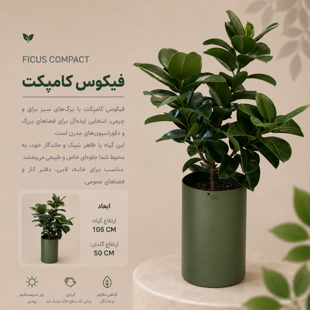 فیکوس کامپکت