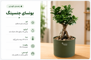 نگهداری از بنسای جیسینگ