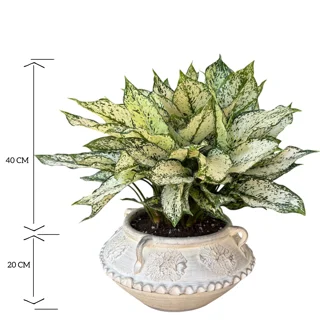 آگلونما برفی