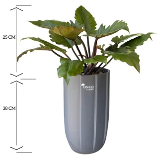 فیلندرون کنگره ای